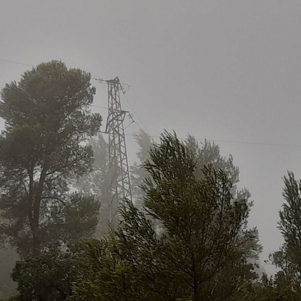 ¿Si te pones debajo de un árbol durante una tormenta hay más posibilidades de que te caiga un rayo? Foto: Europa Press ¿Si te pones debajo de un árbol durante una tormenta hay más posibilidades de que te caiga un rayo? Foto: Europa Press