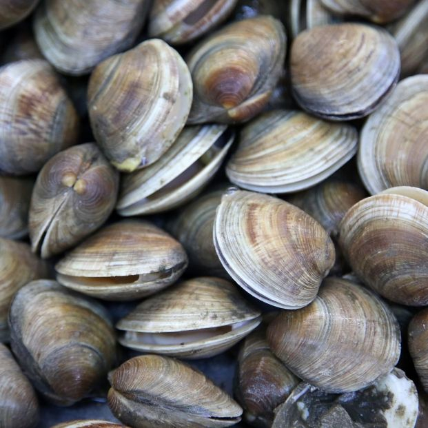 bigstock Clams Wild Clams Live Clams462317793