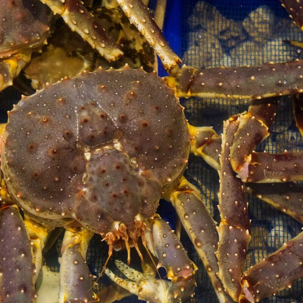 bigstock Live Taraba King Crab In Blue444390620