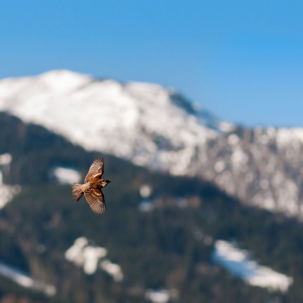 bigstock Bird Watching Starling Flies451545951