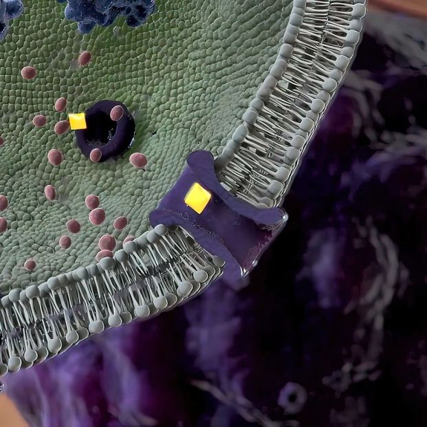 bigstock Macrophage Devouring A Cancer452079683 bigstock Macrophage Devouring A Cancer452079683