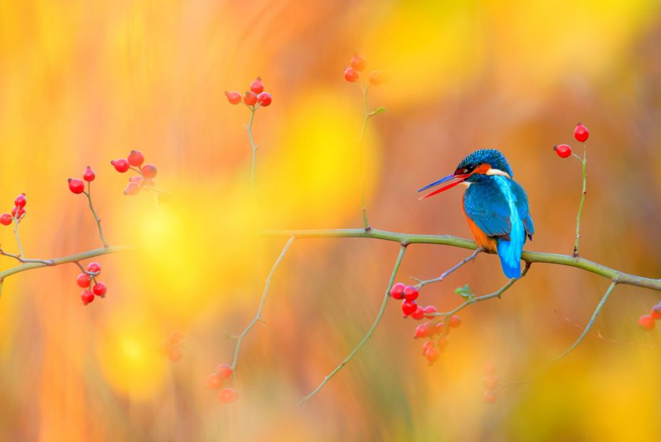 Andres Miguel Dominguez Otono Andres Miguel Dominguez Otono