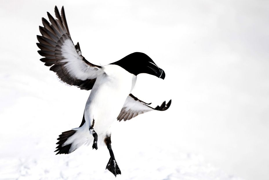 Clara Ochoa Martinez El bailarin Clara Ochoa Martinez El bailarin