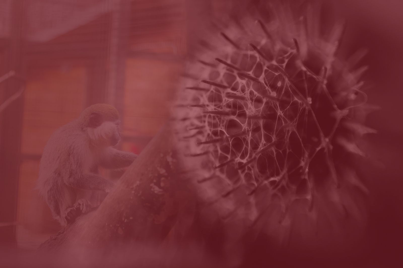 La viruela del mono ya no se llama así: la OMS le cambia el nombre para evitar el "lenguaje racista"