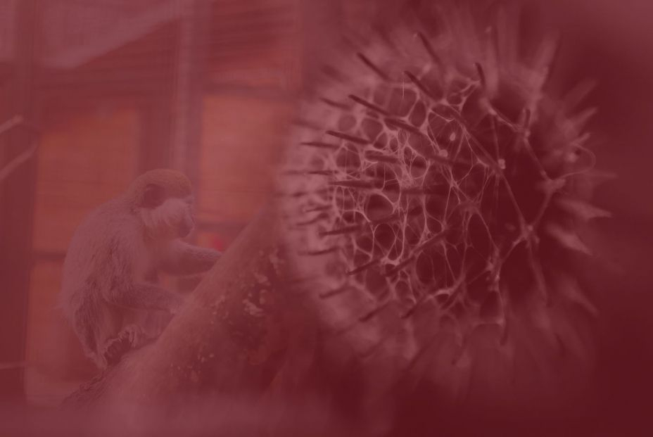 La viruela del mono ya no se llama así: la OMS le cambia el nombre para evitar el "lenguaje racista"