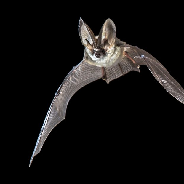 bigstock Flying Bat Isolated On Black B 462289351 bigstock Flying Bat Isolated On Black B 462289351