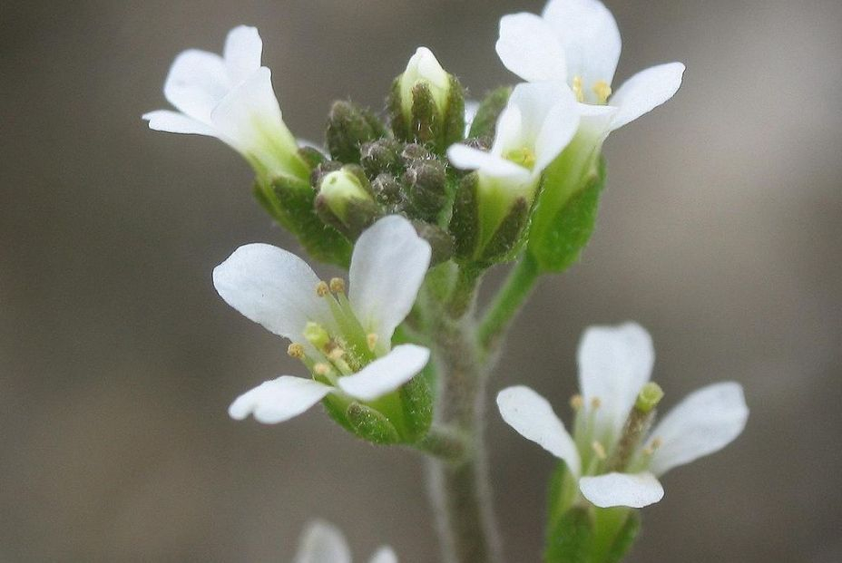 1024px Arabidopsis thaliana inflorescencias. Fotografia digital realizada por Alberto Salguero Quiles en Getafe (Madrid), España