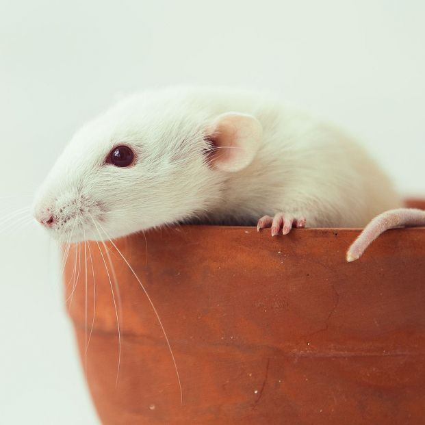bigstock White Rat Dumbo With Red Eyes462319987