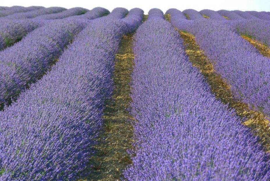 Tiedra (Valladolid) Tiedra (Valladolid)