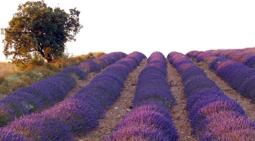 San Felices (Soria). Foto: Cultura y Patrimonio Español San Felices (Soria). Foto: Cultura y Patrimonio Español