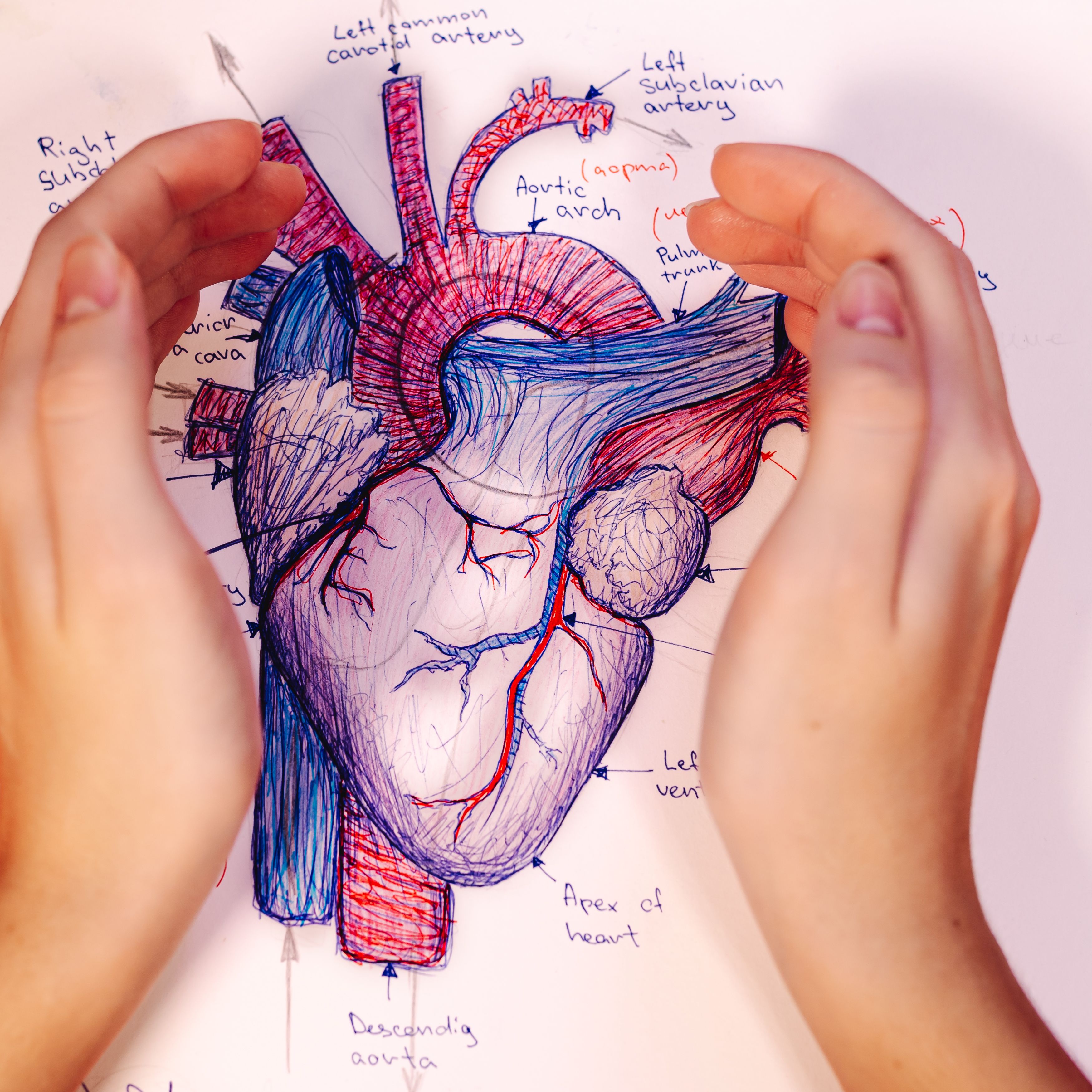 Los "corazones cambian con la edad" y así puede afectar a tu salud