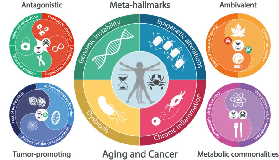 grafico 2 G copia grafico 2 G copia