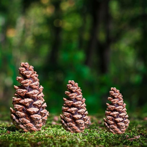 bigstock Wooden Three Pinecone Or Conic 461677625 bigstock Wooden Three Pinecone Or Conic 461677625