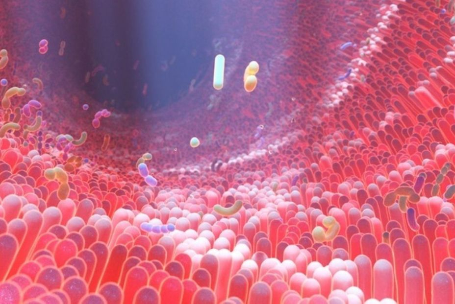 EuropaPress 4723142 representacion 3d microbioma intestino humano donde residen cpe diversas