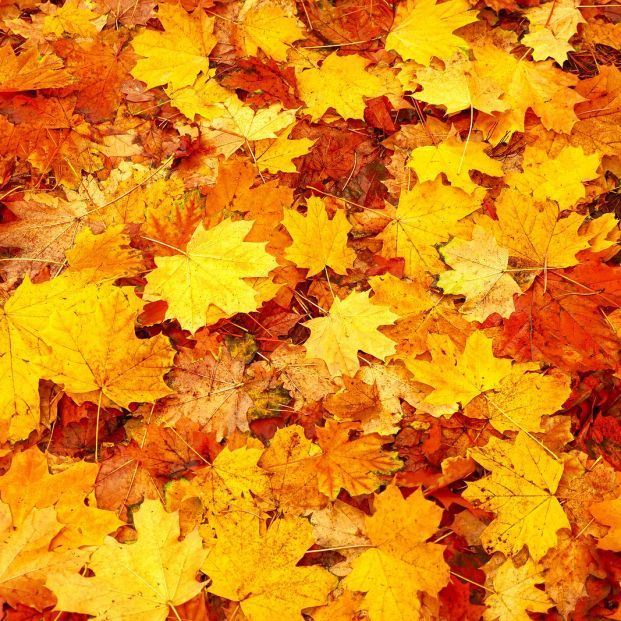 bigstock Natural Abstract Autumn Leaves 459537041 bigstock Natural Abstract Autumn Leaves 459537041