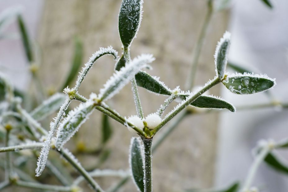 Así puedes recuperar tus plantas heladas Así puedes recuperar tus plantas heladas