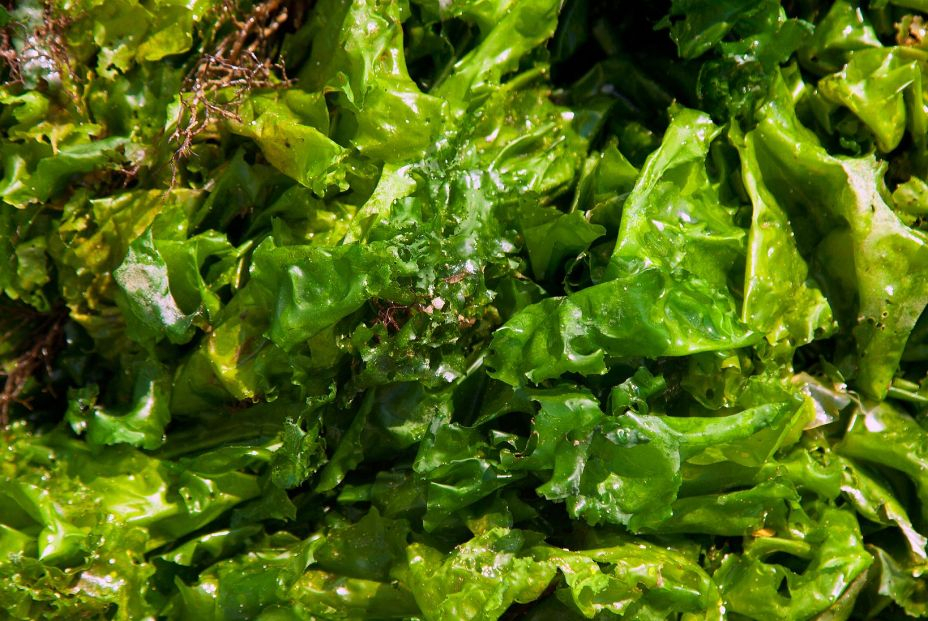 El poder de las algas para resolver problemas mundiales