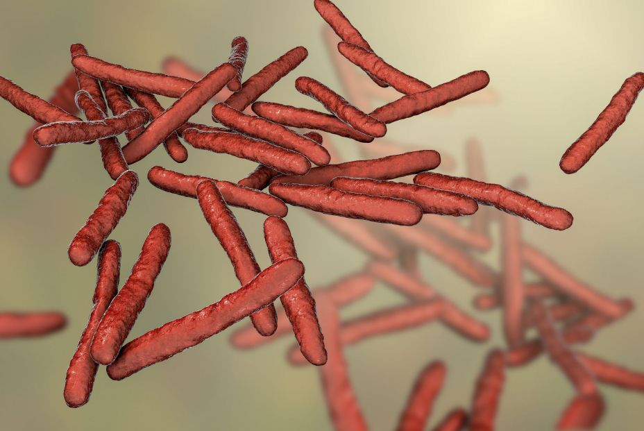 bigstock Mycobacterium Leprae Bacteria325108570 bigstock Mycobacterium Leprae Bacteria325108570