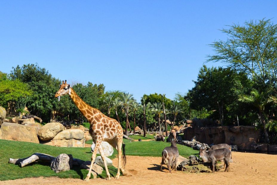 Bioparc Valencia Bioparc Valencia