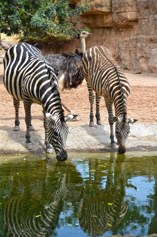 Bioparc Valencia Bioparc Valencia