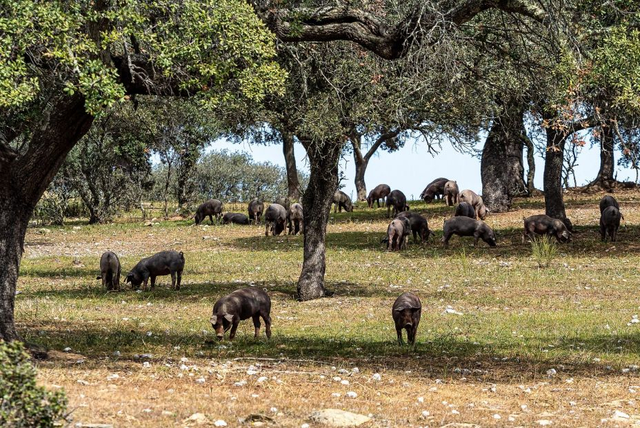 La sequía deja las dehesas sin bellotas y amenaza el futuro del jamón ibérico. Foto: Bigstock La sequía deja las dehesas sin bellotas y amenaza el futuro del jamón ibérico. Foto: Bigstock