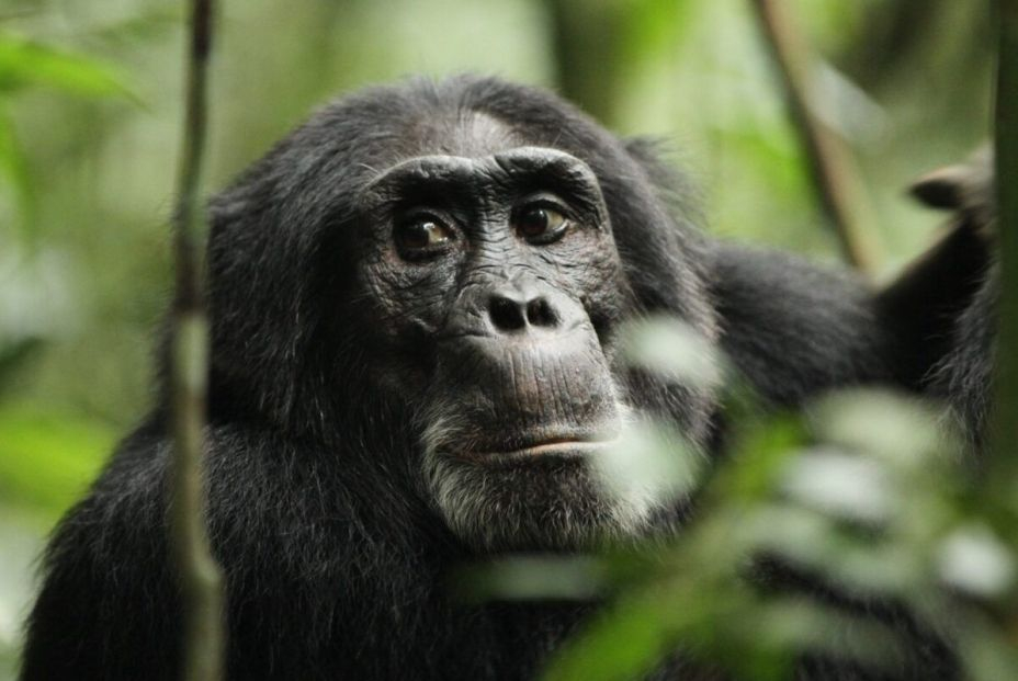 EuropaPress 4971888 chimpance