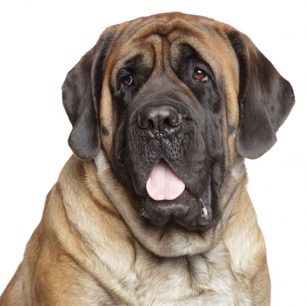 Mastín inglés Mastín inglés