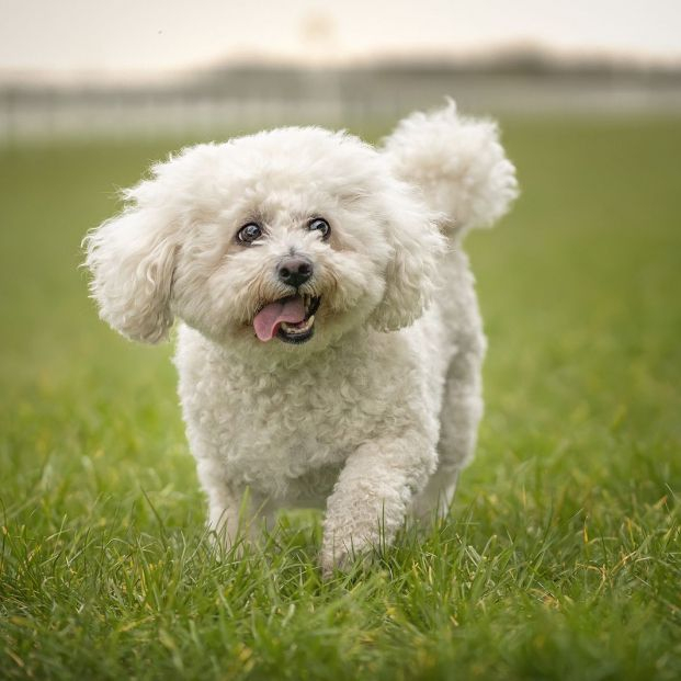 Bichon Frise