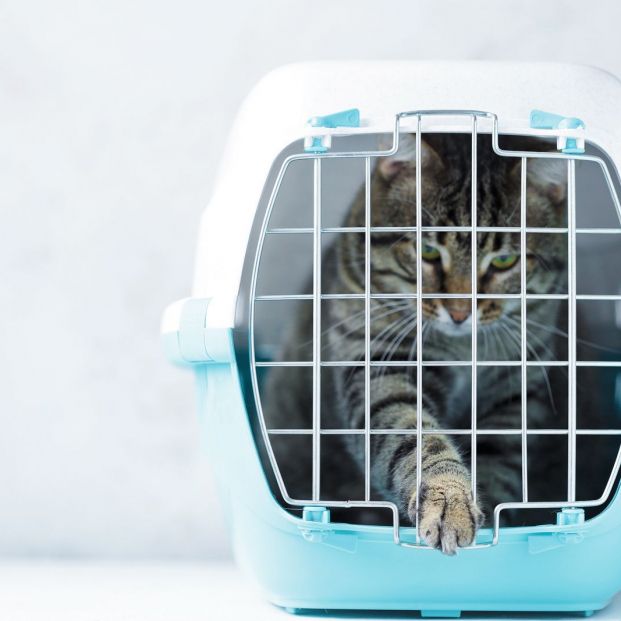 Tu gato también puede sufrir estrés Tu gato también puede sufrir estrés