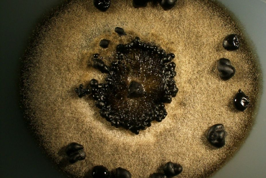 EuropaPress 1674373 fundacion medina explora diversidad andaluza hongos busca moleculas