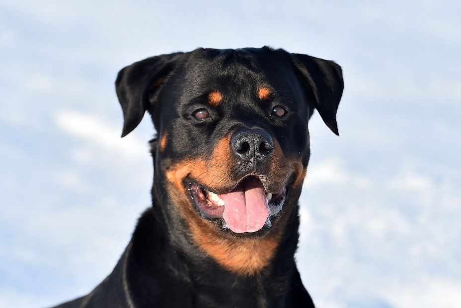 Rottweiler Rottweiler