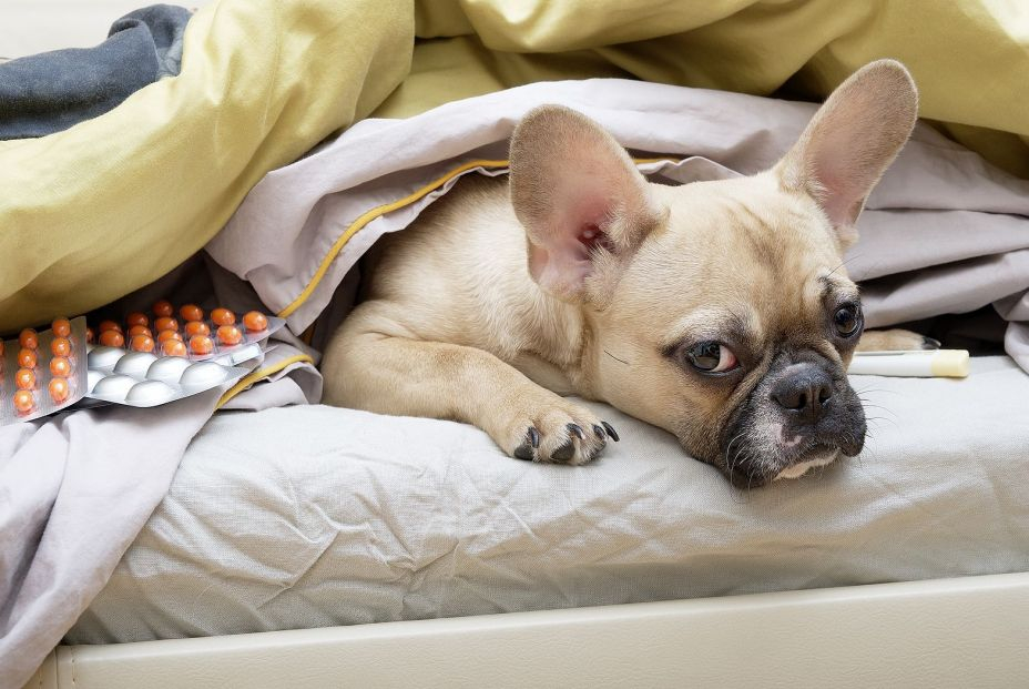 Bulldog Francés apático Bulldog Francés apático