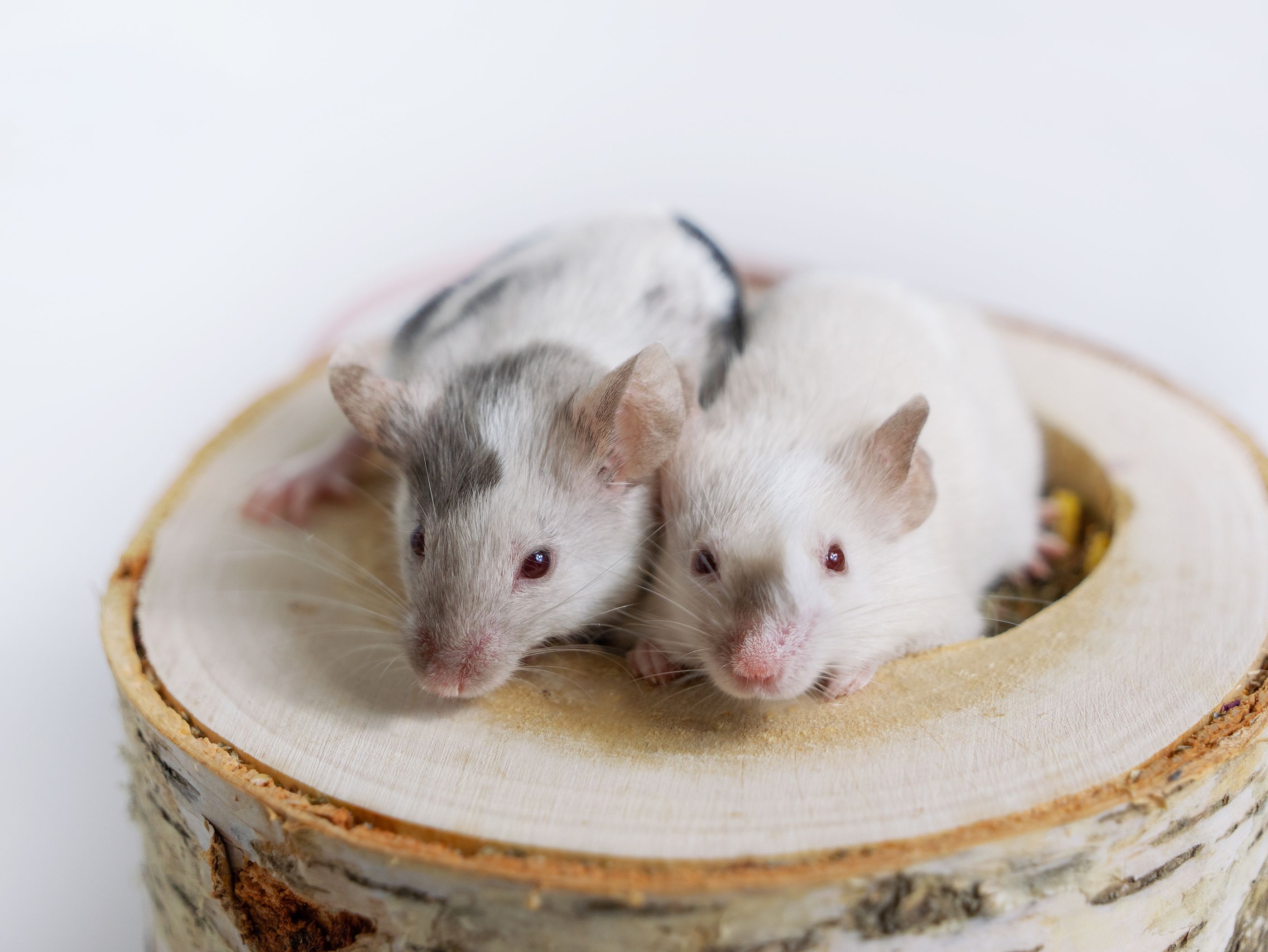 Hito científico: nace el primer mamífero con dos padres biológicos