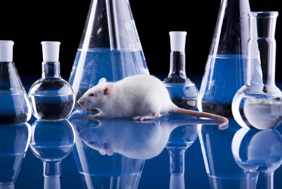 Rata de laboratorio Rata de laboratorio