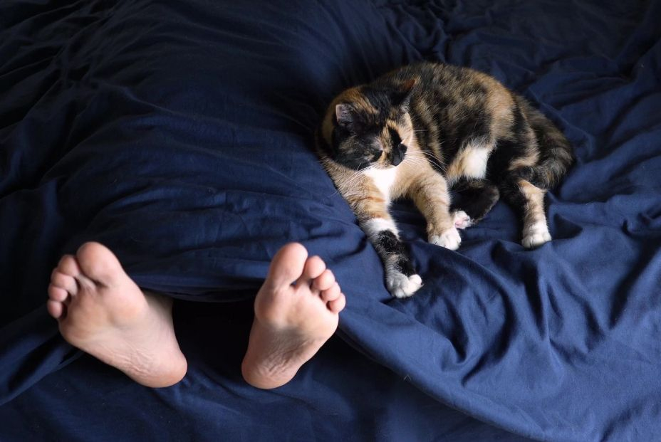 Gato durmiendo a los pies de la cama Gato durmiendo a los pies de la cama