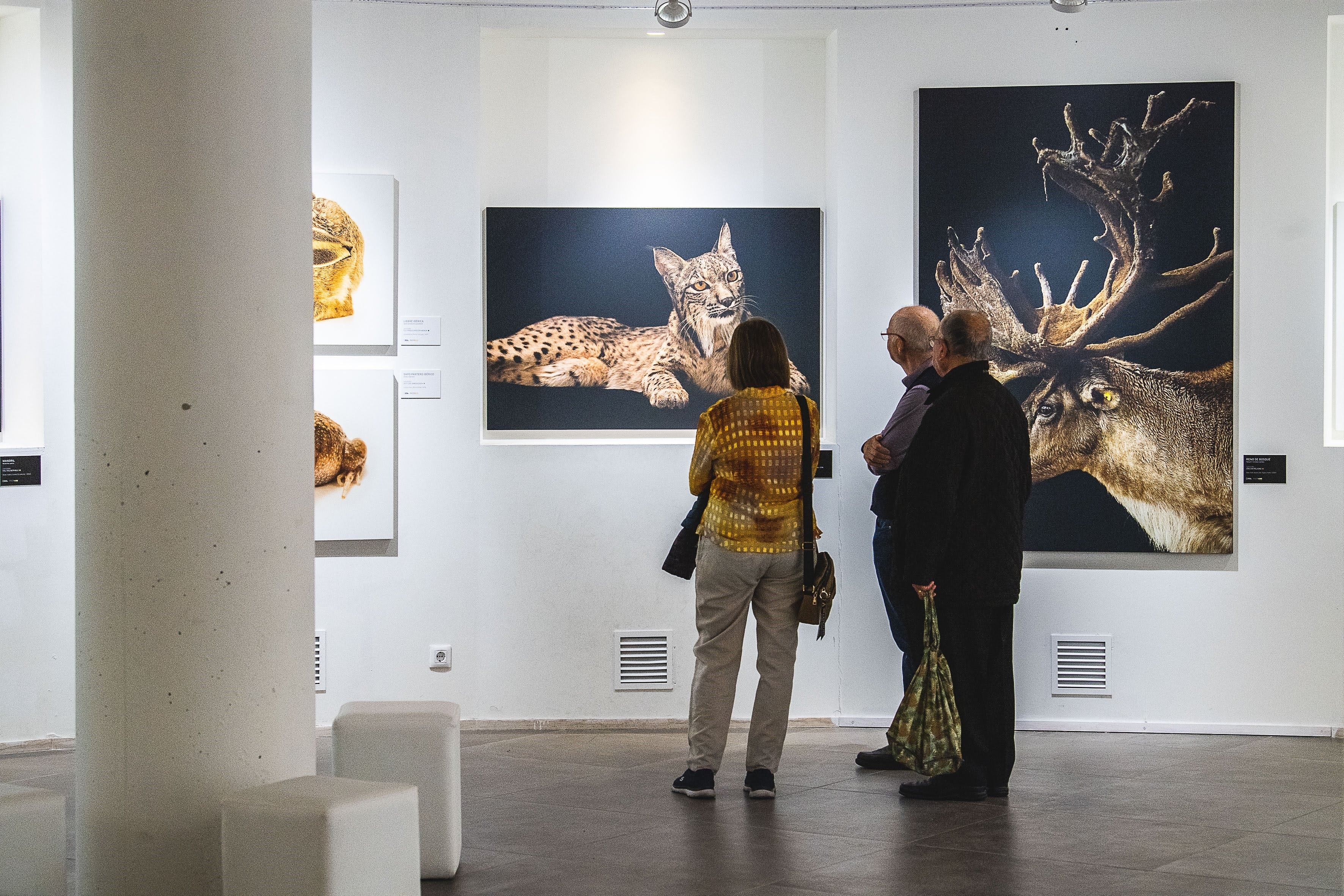 Especies en peligro de extinción fotografiadas por Joel Sartore 