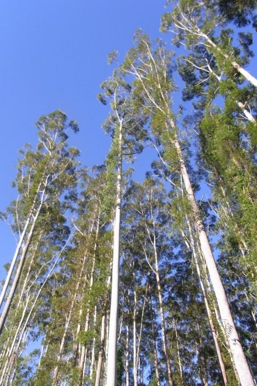 Eucaliptus Wikipedia Eucaliptus Wikipedia