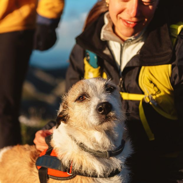 Sigue estos consejos básicos si estás planeando irte de vacaciones con tu perro o gato. Foto: Bigstock Sigue estos consejos básicos si estás planeando irte de vacaciones con tu perro o gato. Foto: Bigstock