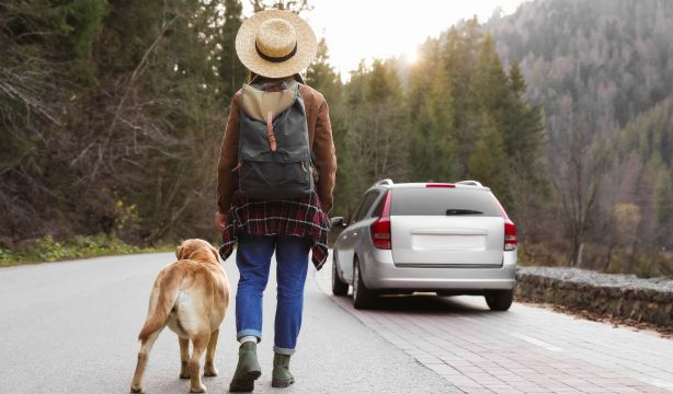 Sigue estos consejos básicos si estás planeando irte de vacaciones con tu perro o gato. Foto: Bigstock