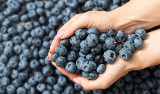 Los beneficios de tomar un puñado de arándanos al día para los mayores. Foto: Bigstock