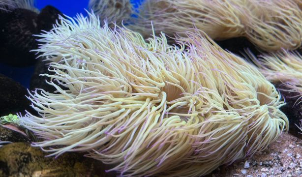 Los animales que no necesitan un cerebro para aprender y memorizar