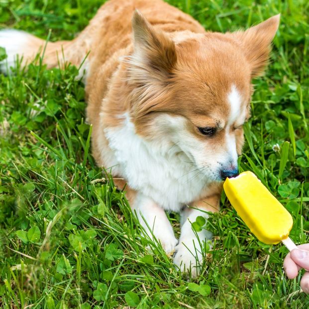 Helados caseros para perros Helados caseros para perros