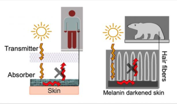 NEWS Polar Bear Cloth Andrew Trisha