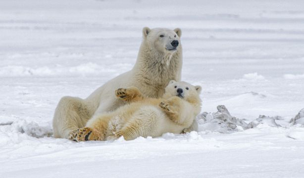 Inventan un tejido que soporta temperaturas árticas imitando la piel del oso polar