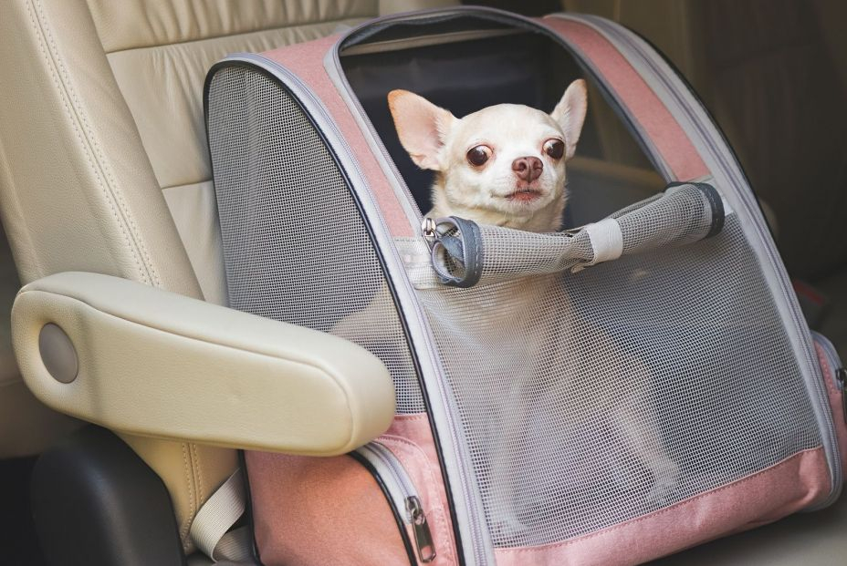 La DGT revele cuáles son los objetos que está prohibido llevar en el coche La DGT revele cuáles son los objetos que está prohibido llevar en el coche