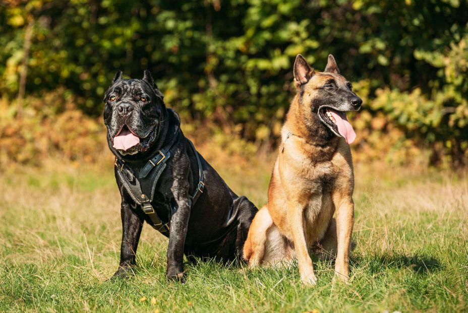 ¿Por qué los perros grande viven menos? ¿Por qué los perros grande viven menos?