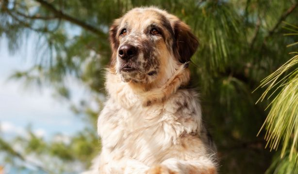 Descubren por qué los perros pequeños viven más tiempo