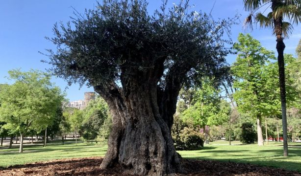 El Retiro da la bienvenida a su árbol más 'anciano': un olivo de 627 años