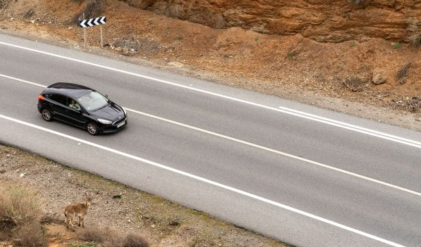 Este es el animal que provoca más accidentes de tráfico en carretera