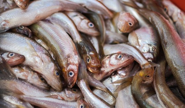 Estas son las instrucciones que debes de seguir para saber si el pescado está fresco o no